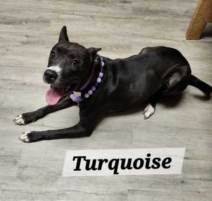 Photo of Turquoise