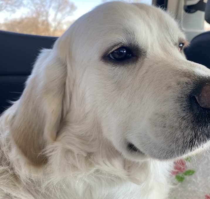 Photo of Buddy