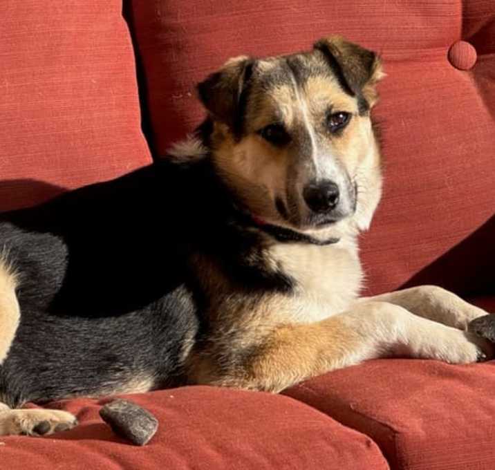 Photo of Casey