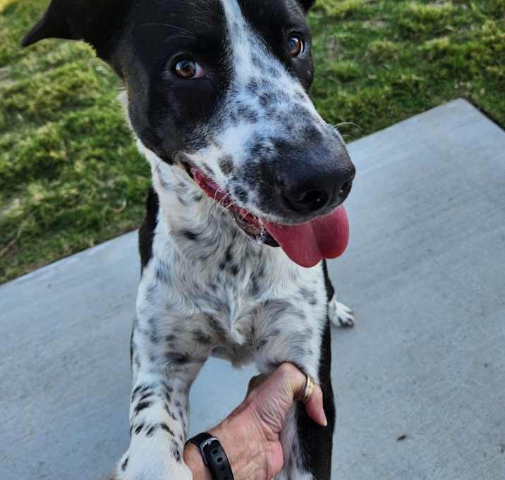 Photo of Gracie