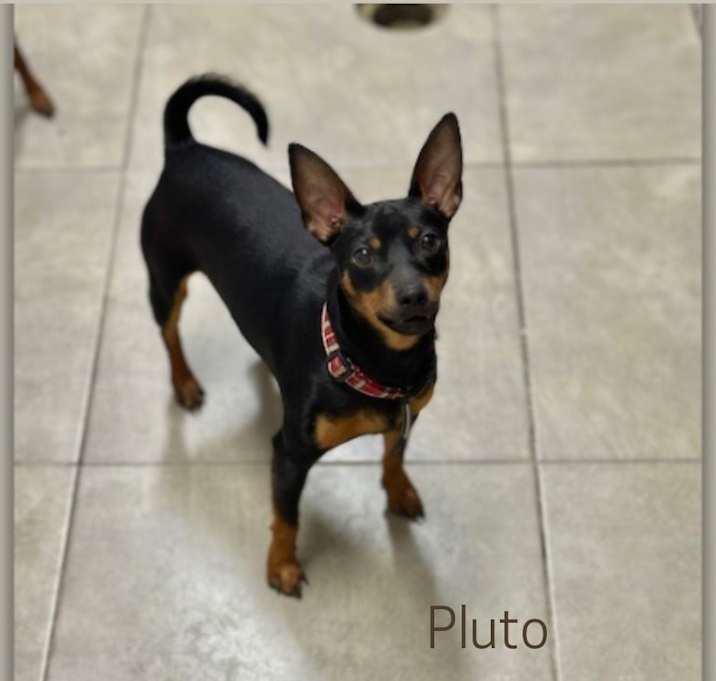 Photo of Pluto