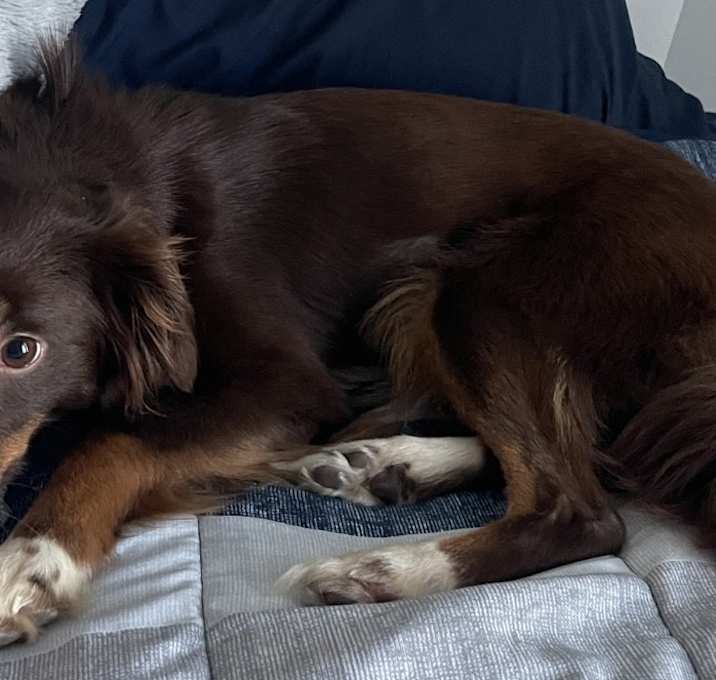 Photo of Coco
