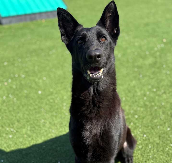 Photo of Black Beauty