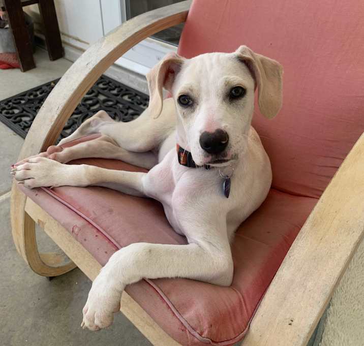 Photo of Humphrey