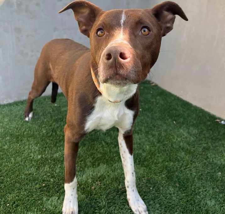 Photo of Dash