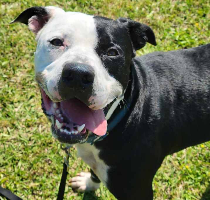 Photo of Apollo