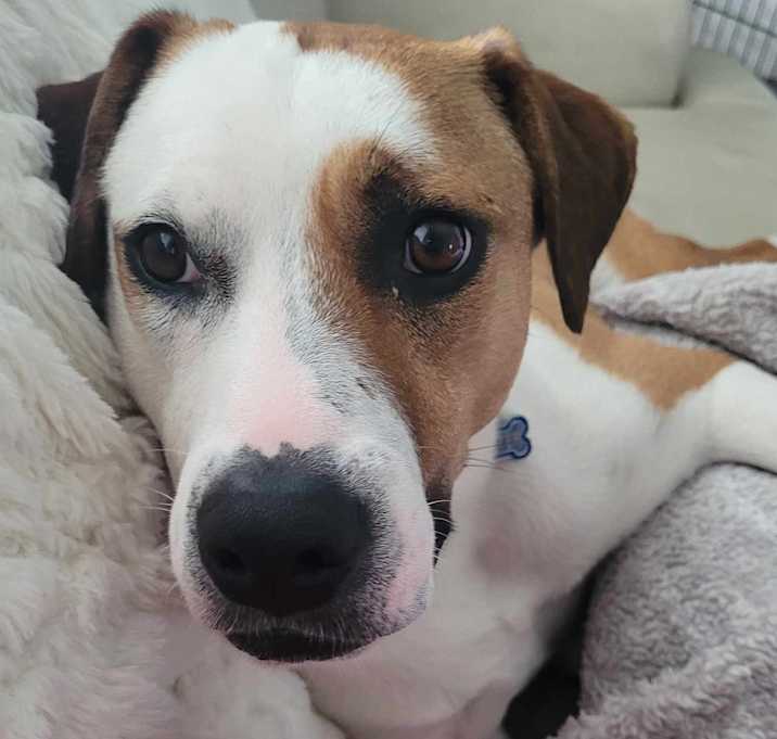 Photo of Canelo