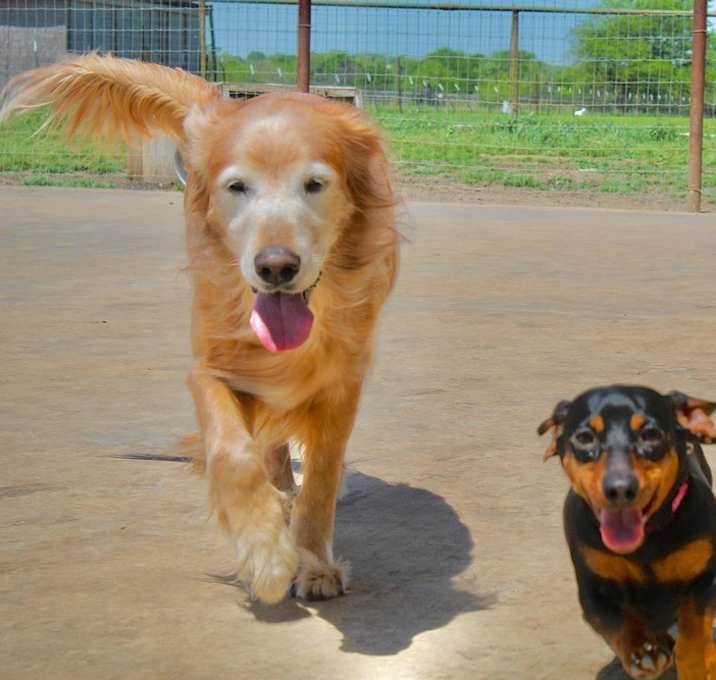 Photo of Jezebel (temporary foster needed only, bonded to Lucy)