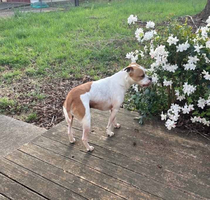 Photo of Goose