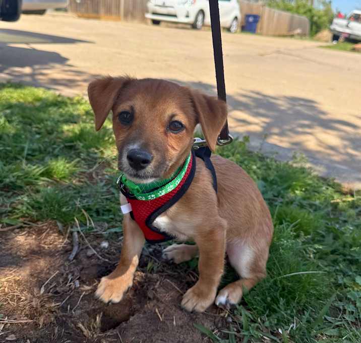 Photo of Linus Lily-adoption pending