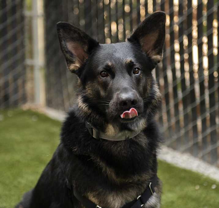 Photo of Dodger