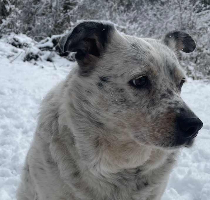 Photo of Georgie