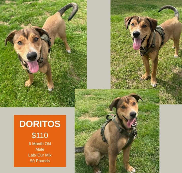 Photo of Doritos