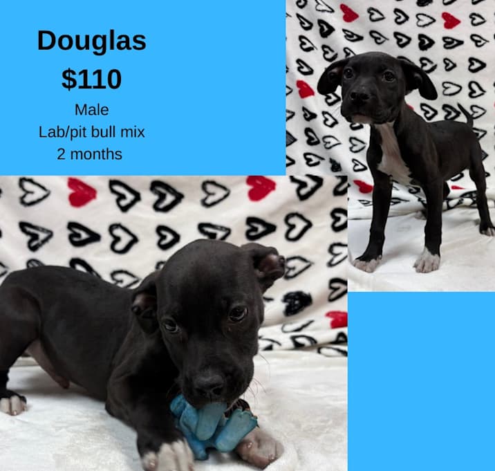 Photo of Douglas