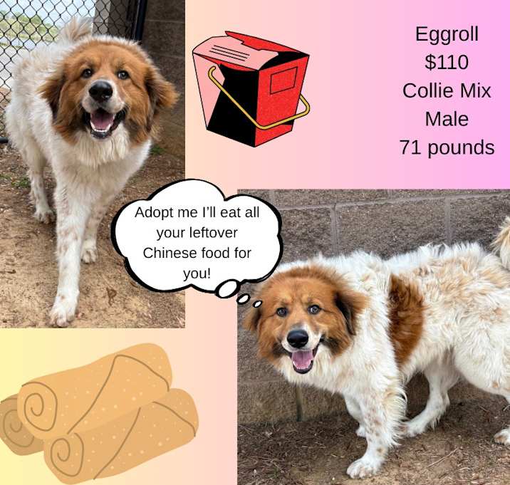 Photo of Eggroll