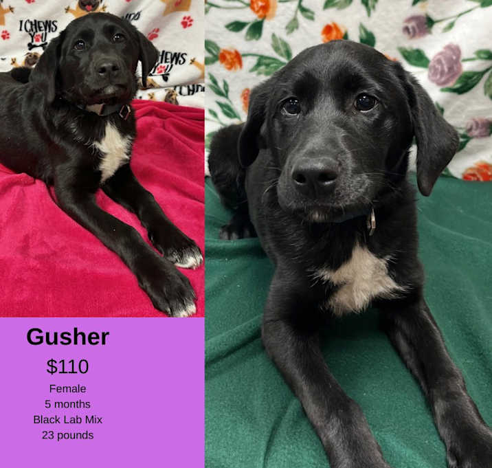 Photo of Gusher