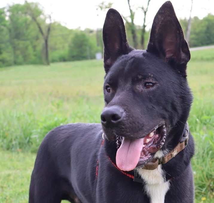 Photo of Loki