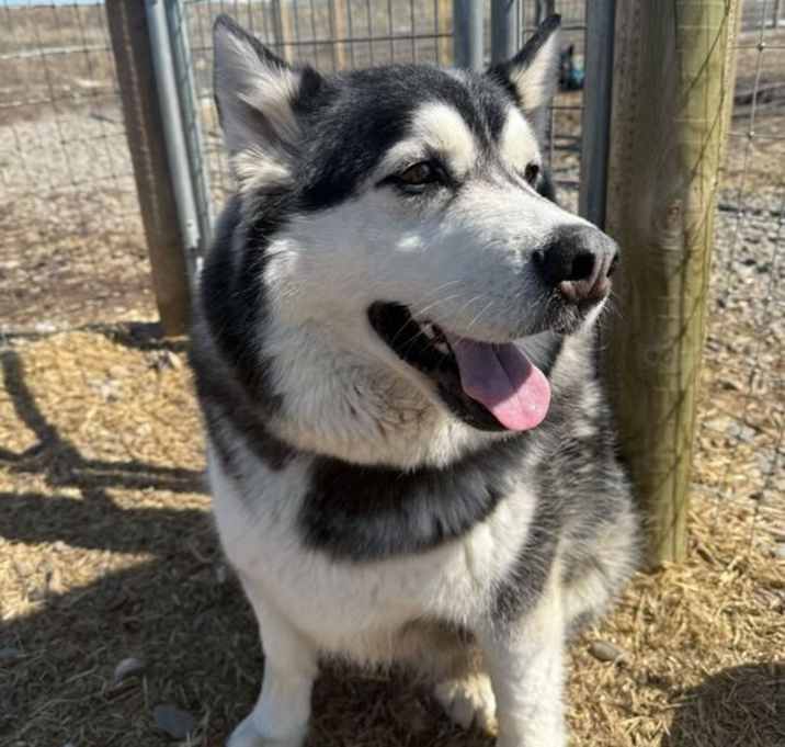 Photo of Mowgli