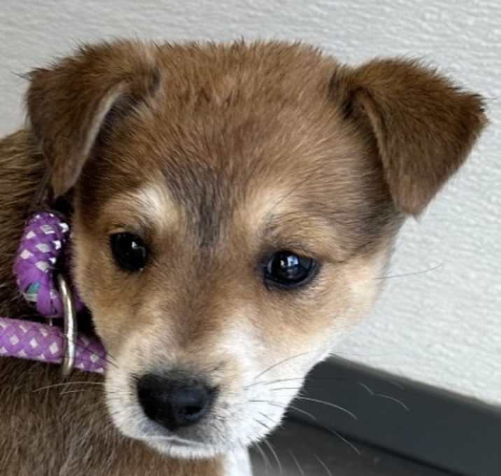 Photo of Zelda