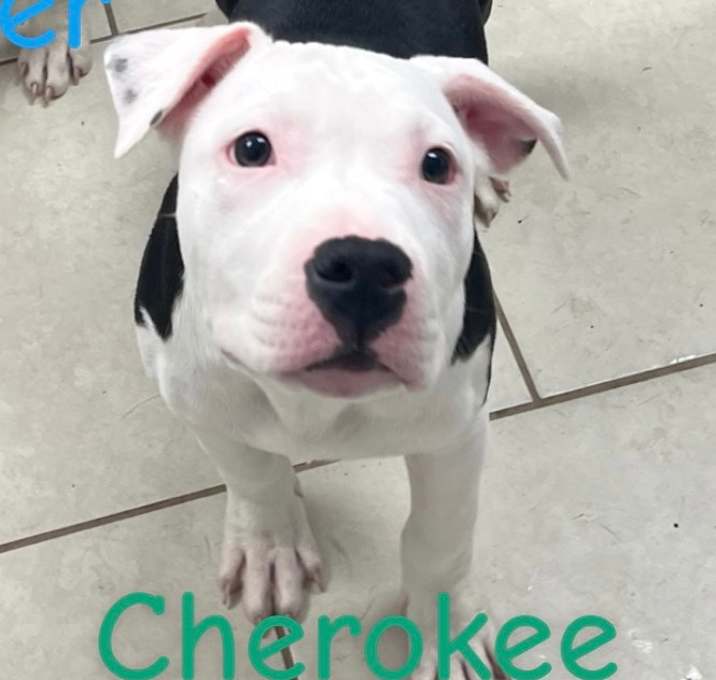 Photo of Cherokee