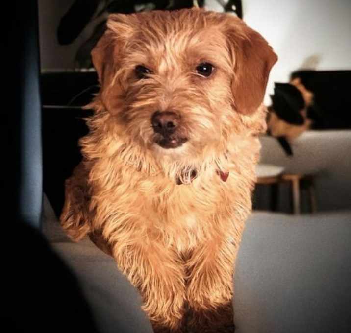 Photo of Muffin