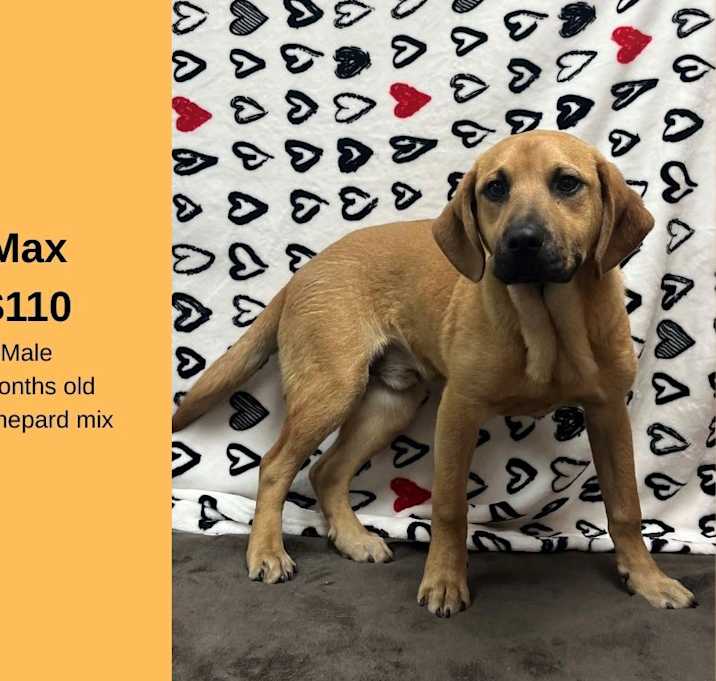 Photo of Max