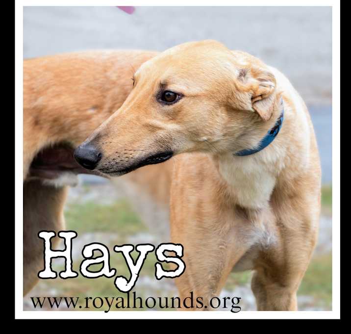 Photo of Hays