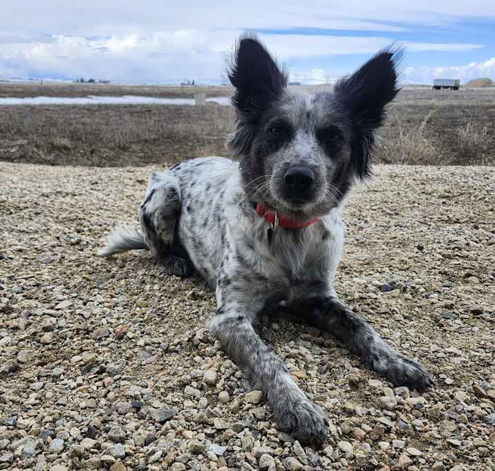 Photo of Critter