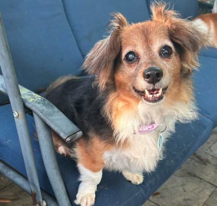 Photo of Lady (must be adopted w/Romeo)
