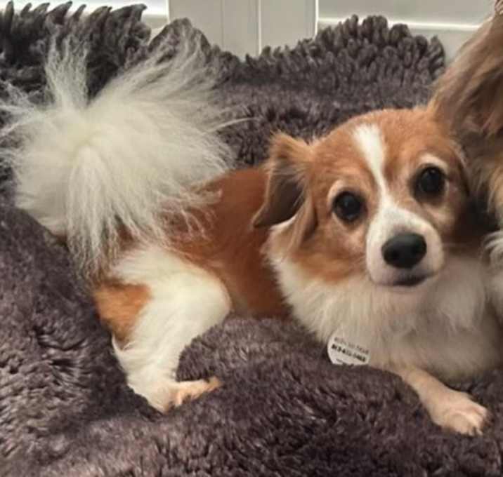 Photo of Romeo (must be adopted w/ Lady)
