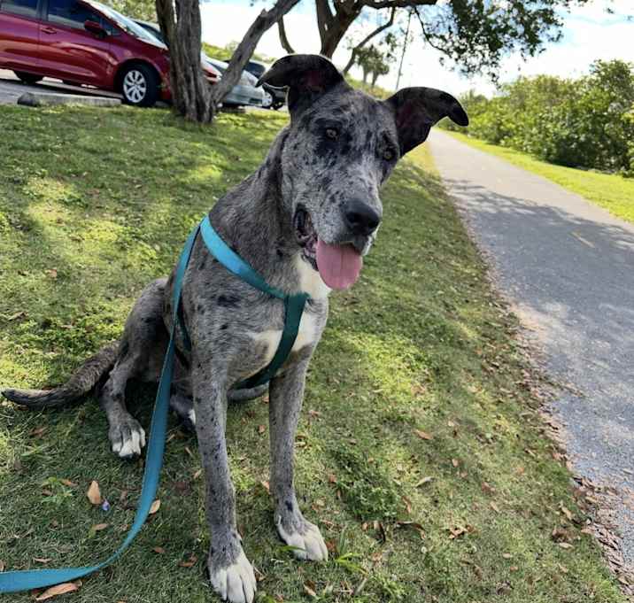 Photo of Luna