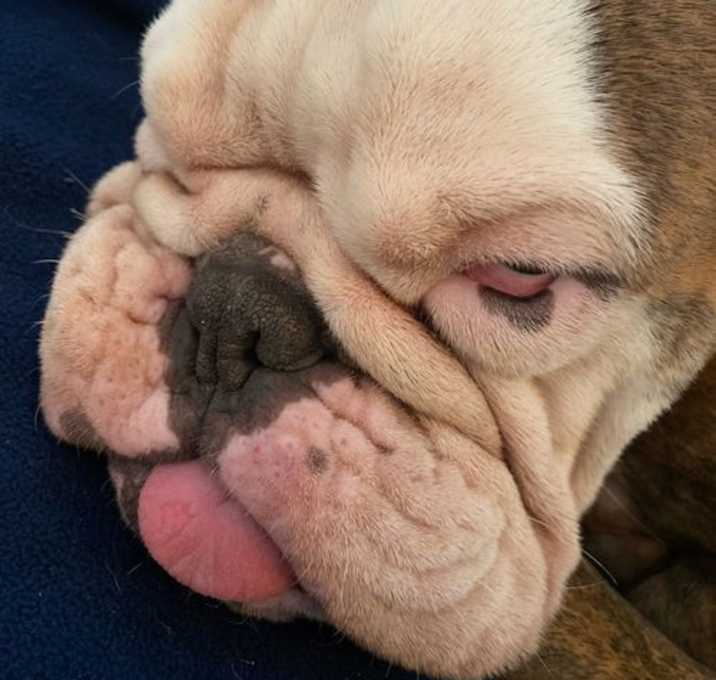 Photo of Baguette