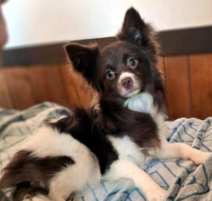 Photo of Buckley