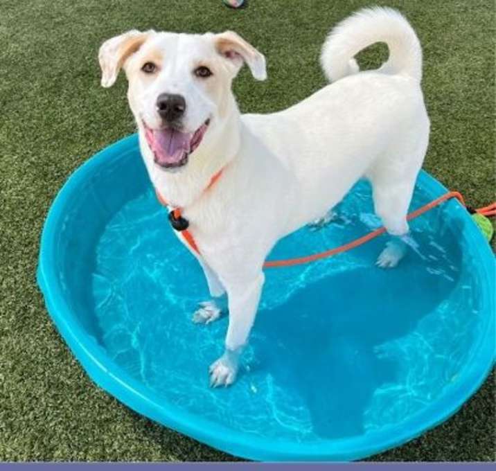 Photo of Layla