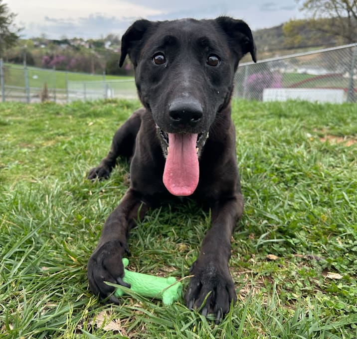 Photo of Nala