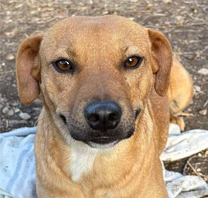 Photo of Shasta