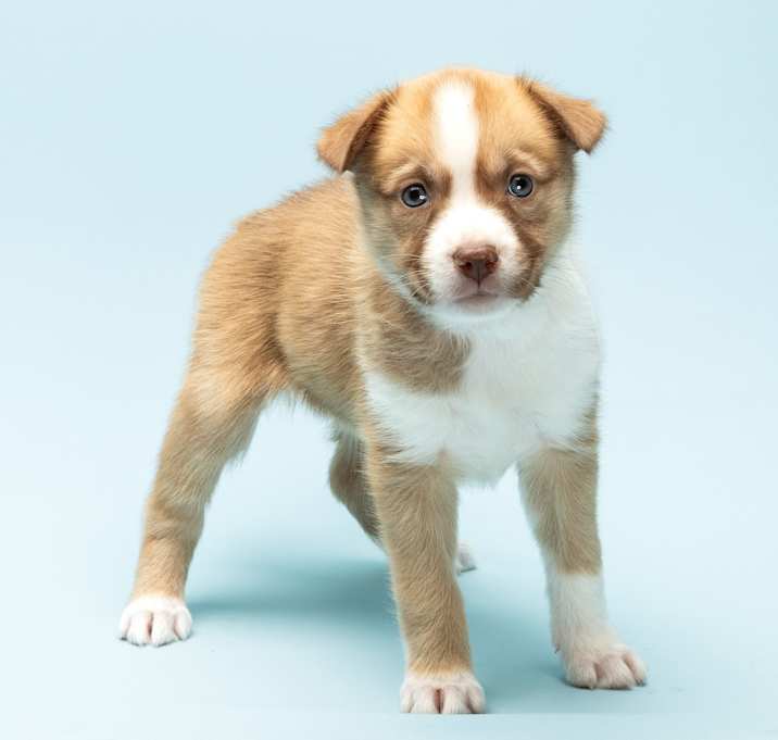 Photo of Coco