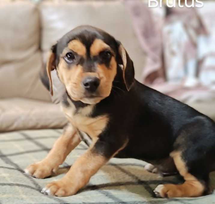 Photo of Brutus
