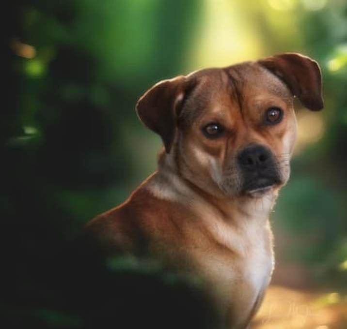 Photo of Penny