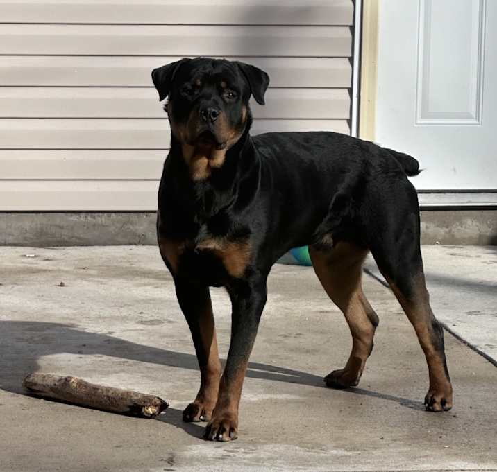 Photo of Rico