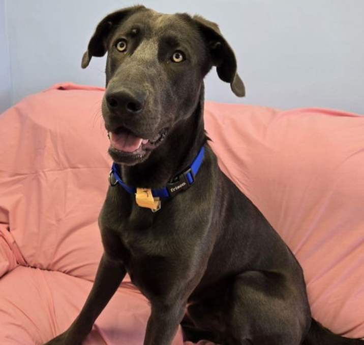 Photo of Ruger