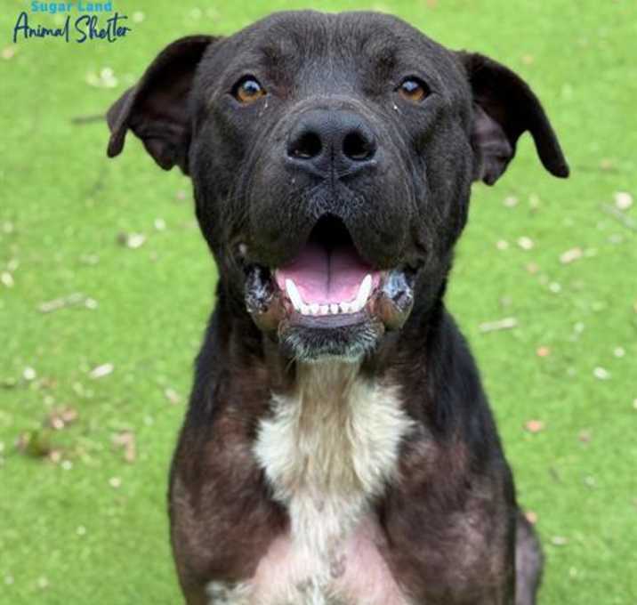 Photo of *DUSTY
