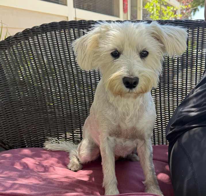 Photo of Shelby