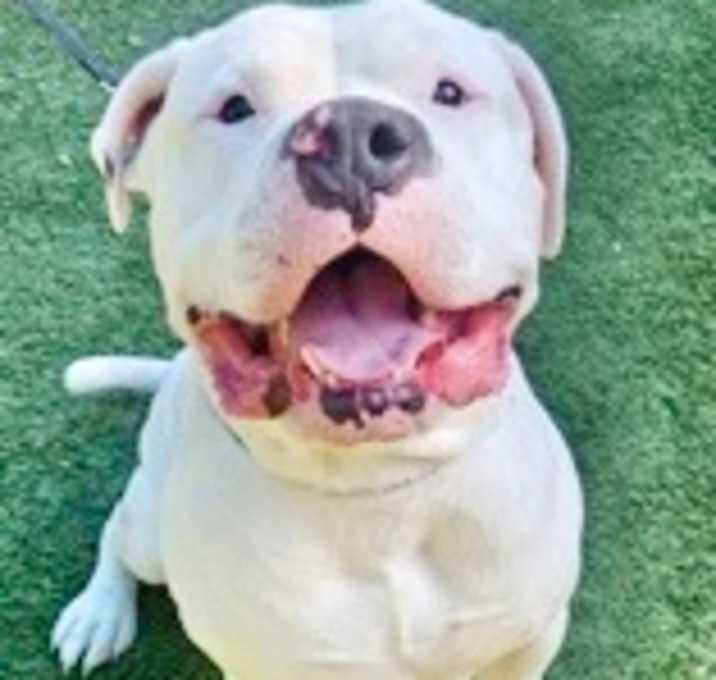 Photo of Kooper