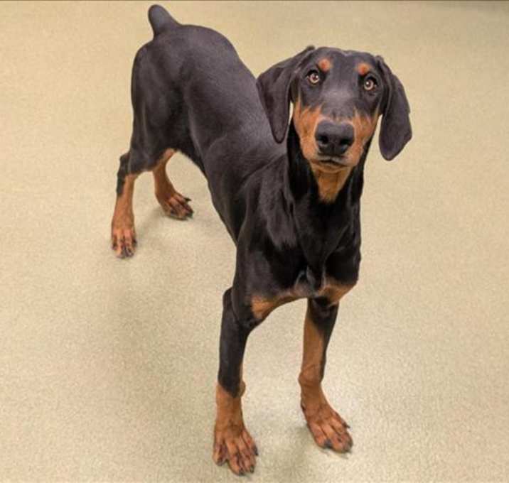 Photo of Adopt me!