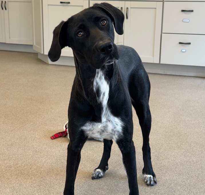 Photo of Delilah