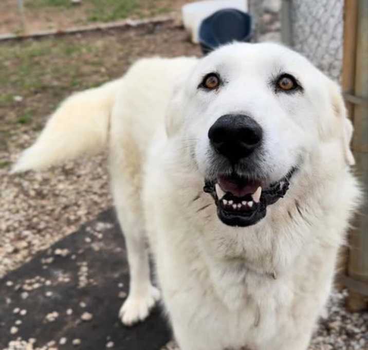 Photo of Bailey- in New England