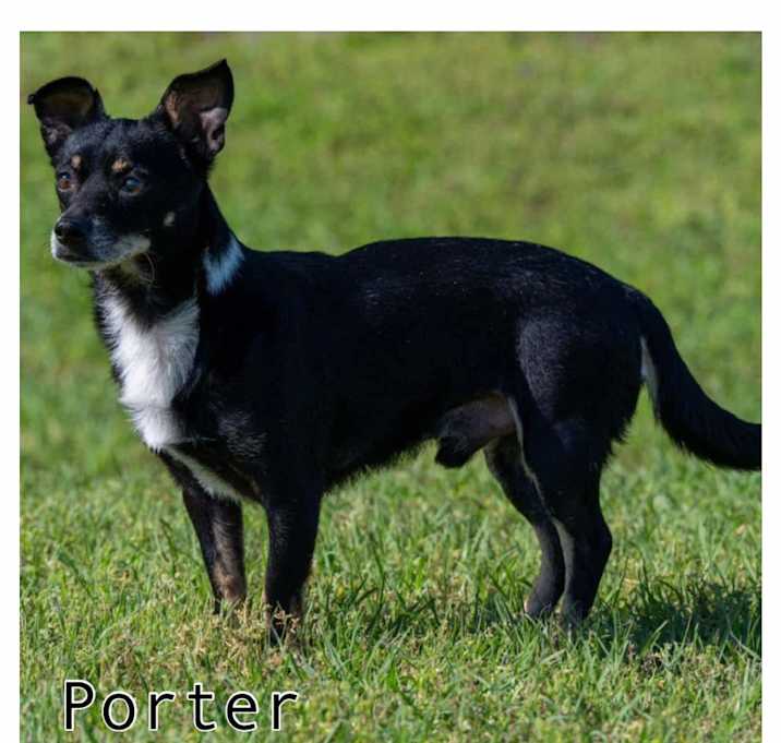 Photo of Porter