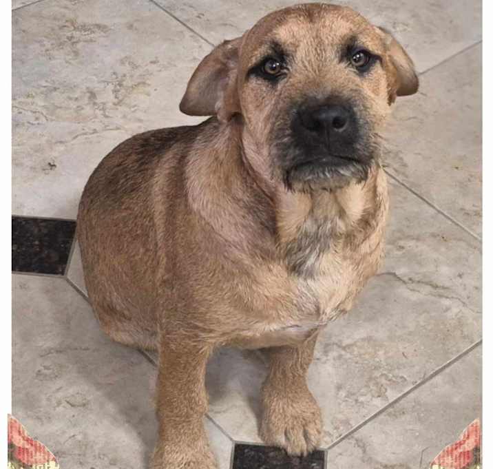 Photo of Brownie