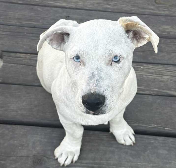 Photo of Rex